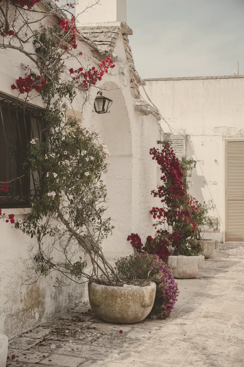 Fachada blanca mediterránea con buganvilla y plantas
